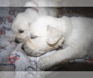 Medium English Cream Golden Retriever
