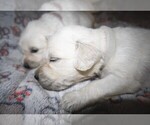 Puppy 11 English Cream Golden Retriever