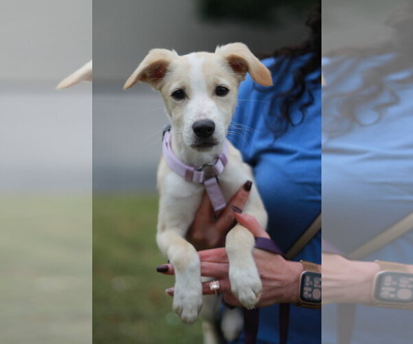 Medium Photo #3 Feist Terrier-Jack Russell Terrier Mix Puppy For Sale in Cookeville, TN, USA