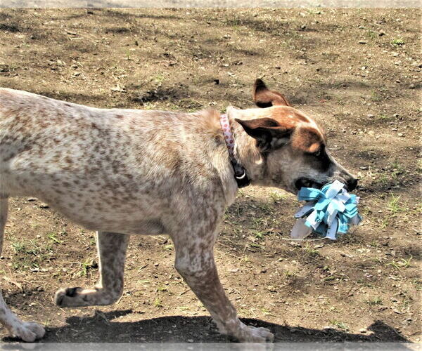 Medium Photo #6 Catahoula Leopard Dog-Unknown Mix Puppy For Sale in Godley, TX, USA