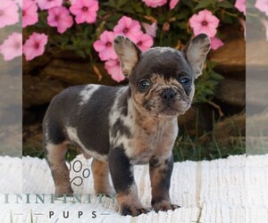 French Bulldog Puppy for sale in RONKS, PA, USA
