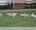 Small Photo #2 Labrador Retriever Puppy For Sale in OZONE, TN, USA