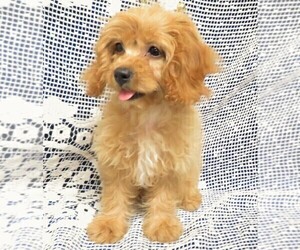 Cavapoo Puppy for sale in NORWOOD, MO, USA