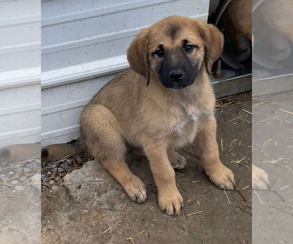 Medium Photo #2 Golden Pyrenees Puppy For Sale in Tracy City, TN, USA