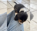 Small #11 Beagle