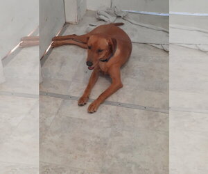Butterscotch- as sweet as his name - Male Labrador Retriever-Unknown Mix Dog for Adoption - Photo #3