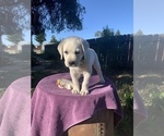 Small Photo #8 Labrador Retriever Puppy For Sale in LIVE OAK, CA, USA