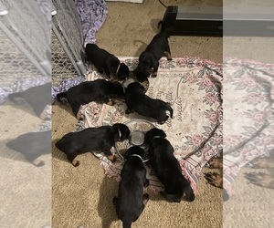 Rottweiler Puppy for sale in ANTIOCH, IL, USA