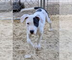 Small #2 American Staffordshire Terrier-Labrador Retriever Mix