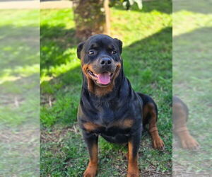Mother of the Rottweiler puppies born on 03/13/2025
