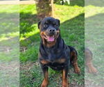 Small Photo #1 Rottweiler Puppy For Sale in RESEDA, CA, USA