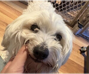 Ari - Female Maltipoo (Miniature) Dog for Adoption - Photo #4