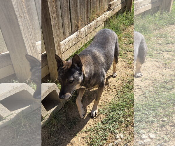 Medium Photo #2 Mutt Puppy For Sale in Jackson, MS, USA