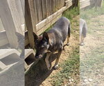 Small #1 Mutt