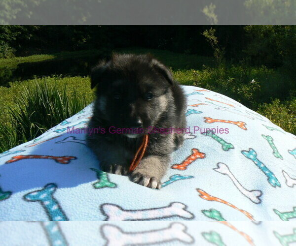 Medium Photo #8 German Shepherd Dog Puppy For Sale in PIEDMONT, MO, USA