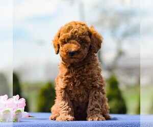 Poodle (Miniature) Puppy for sale in GAP, PA, USA