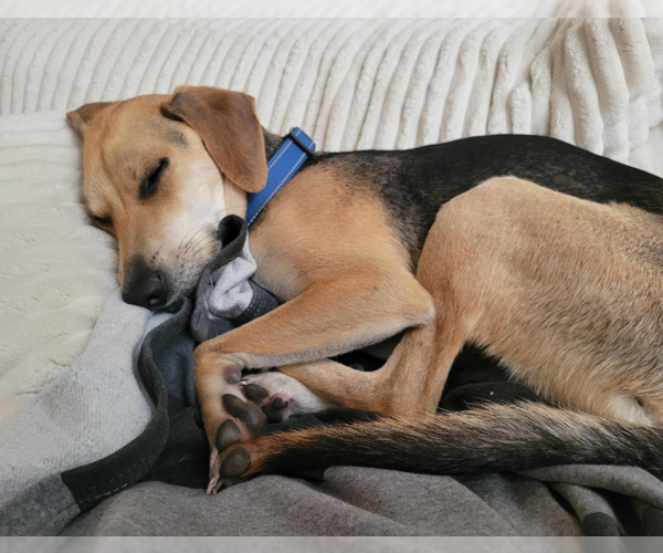 Medium Photo #2 Mutt Puppy For Sale in Farmington, MN, USA