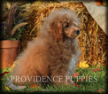 Small Photo #58 Poodle (Miniature) Puppy For Sale in COPPOCK, IA, USA
