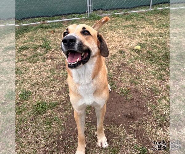 Medium Photo #3 Black Mouth Cur-Labrador Retriever Mix Puppy For Sale in Washington, DC, USA