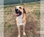 Small #2 Black Mouth Cur-Labrador Retriever Mix