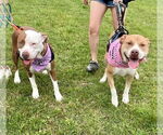 Small #3 American Staffordshire Terrier Mix