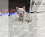Small #4 French Bulldog