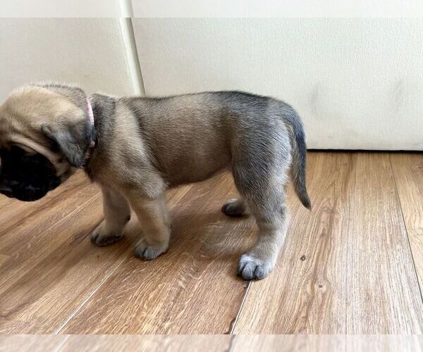 Medium Photo #21 Mastiff Puppy For Sale in CHESAPEAKE, VA, USA