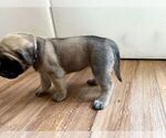 Small #20 Mastiff