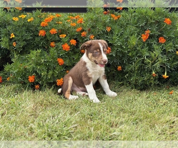 Medium Photo #6 Border Collie-Bordoodle Mix Puppy For Sale in AMES, IA, USA