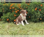 Small #5 Border Collie-Bordoodle Mix