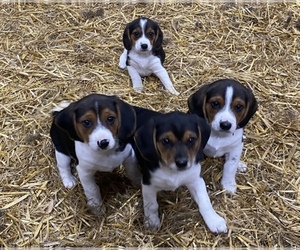 Beagle Puppy for sale in NORTHWOODS, IL, USA