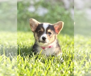 Pembroke Welsh Corgi Puppy for sale in HERRIMAN, UT, USA