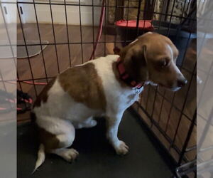 Jack Chi Dogs for adoption in Holly Springs, NC, USA