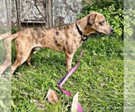 Small American Pit Bull Terrier-Catahoula Leopard Dog Mix