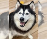 Small Siberian Husky