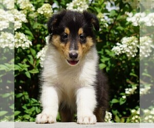Collie Puppy for sale in FREDERICKSBG, OH, USA