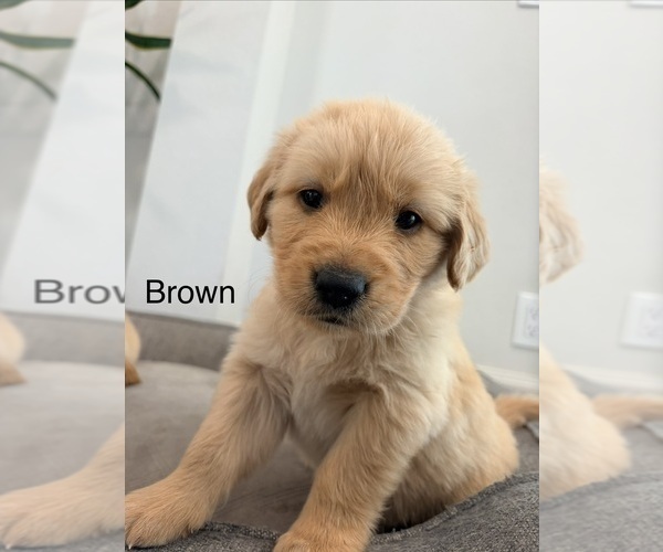 Medium Photo #27 Golden Retriever Puppy For Sale in PHOENIX, AZ, USA