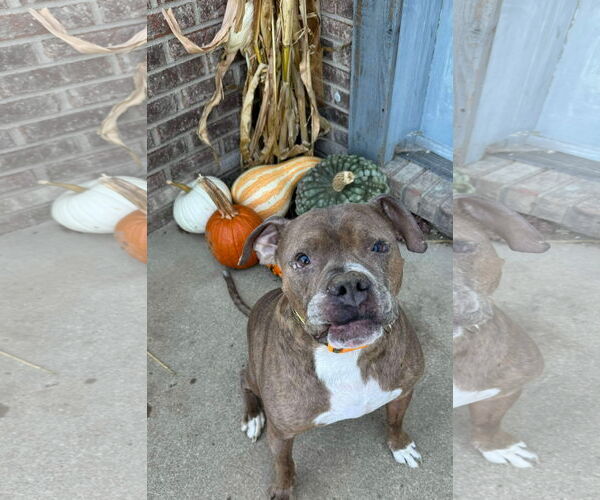 Medium Photo #3 Boxer-Unknown Mix Puppy For Sale in Germantown, OH, USA