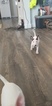 Small #97 Bull Terrier