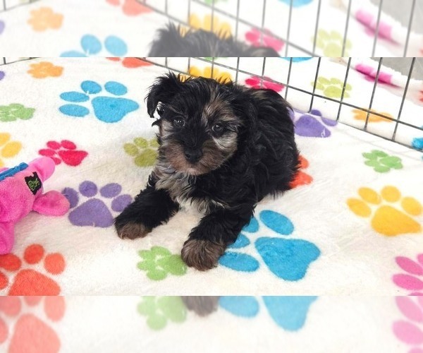 Medium Photo #2 Yorkipoo Puppy For Sale in ORO VALLEY, AZ, USA