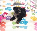 Small #1 Yorkipoo