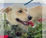 Small #3 Labrador Retriever Mix