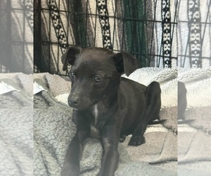 Italian Greyhuahua Dogs for adoption in Princeton, MN, USA