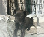 Kane *Arriving 2/20* - Male Italian Greyhuahua Dog for Adoption - Small photo