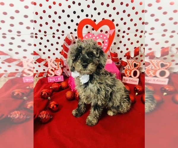 Medium Photo #5 Poodle (Miniature)-Poodle (Toy) Mix Puppy For Sale in INDIANAPOLIS, IN, USA