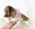 Small #9 Dachshund