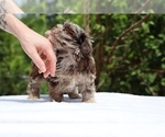 Small #5 ShihPoo