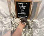 Small Photo #1 French Bulldog Puppy For Sale in FOSS, OK, USA
