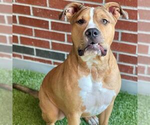Medium American Pit Bull Terrier