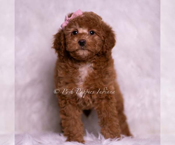 Medium Photo #2 Goldendoodle (Miniature) Puppy For Sale in WARSAW, IN, USA